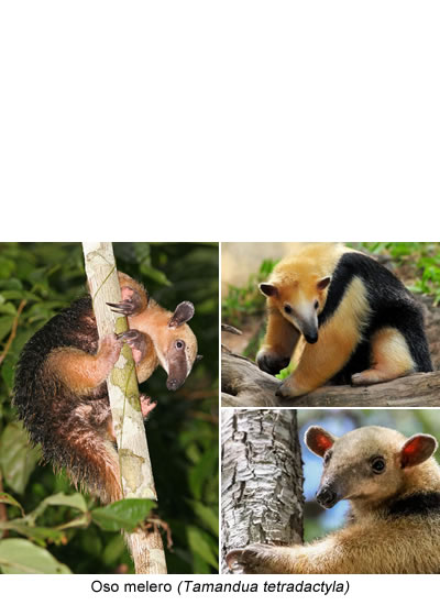 Oso melero (Tamandua tetradactyla)