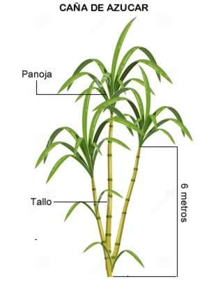 La caña de azucar (Saccharum officinarum)