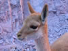 Parque Nacional San Guillermo  San Juan